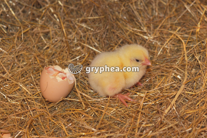 Poussin nouveau-né - gryphea.com